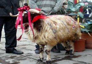 Erzurum ‘Gelin Koçu' geleneğini sürdürüyor