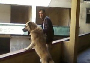 Cinayetin sebebi: köpek kavgası