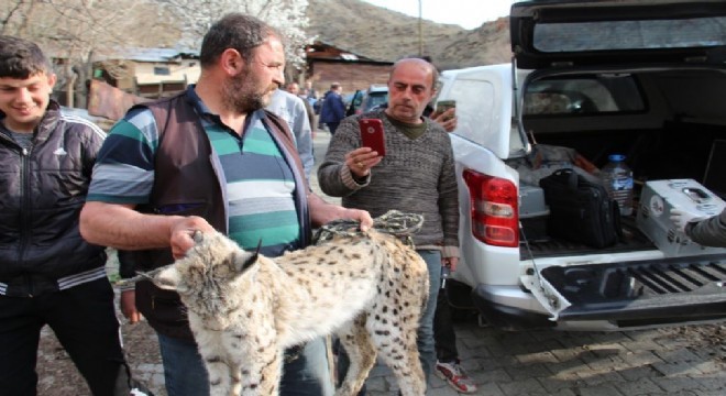 Ahıra giren vaşak tavukları telef etti