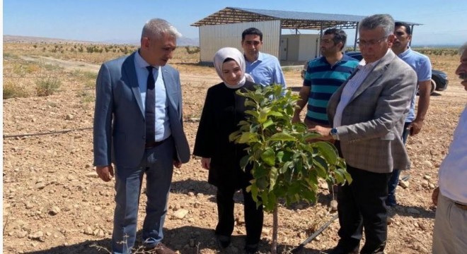 DAP BKİ'den meyve üretimine destek