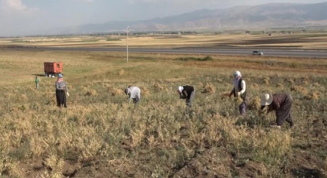 Doğu'da kadınların zorlu hasat mesaisi