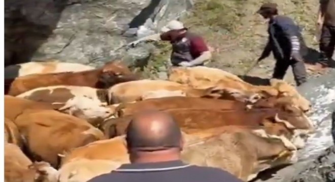 Erzurum'da şapla mücadele seferberliği