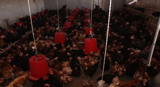 Pazardan aldığı tavukla çiftlik kurdu