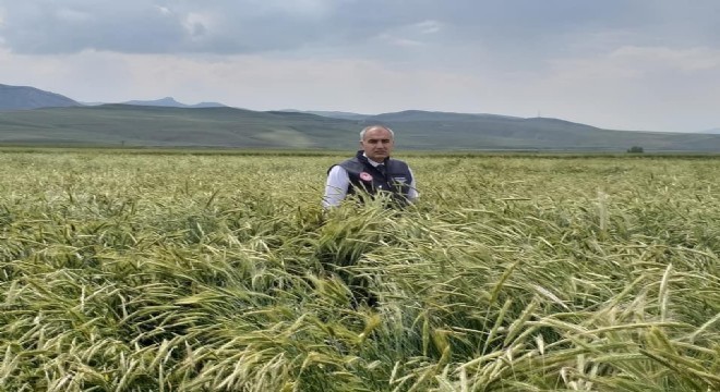 Sertifikalı tohumda yüzde 40'lık artış