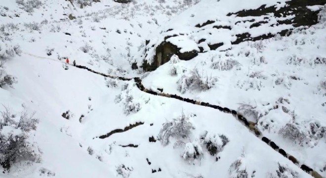 Uzundere'de 350 koyun uçurumdan düştü