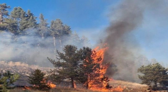 Şenkaya'da orman yangını