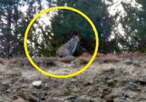 Şenkaya'dan vaşak görüntüsü 