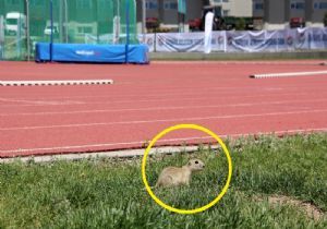 Atletizm Pistinin sevimli konukları vardı