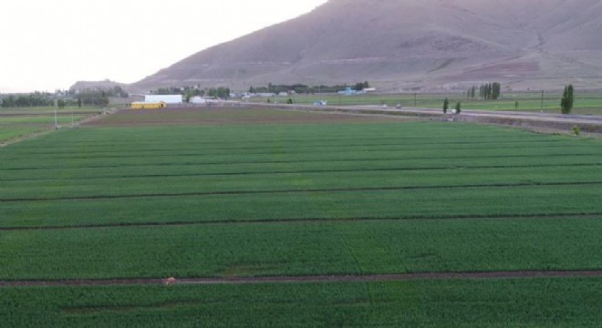 Erzurum'da 445.5 bin dekar tarım arazisi suyla buluştu
