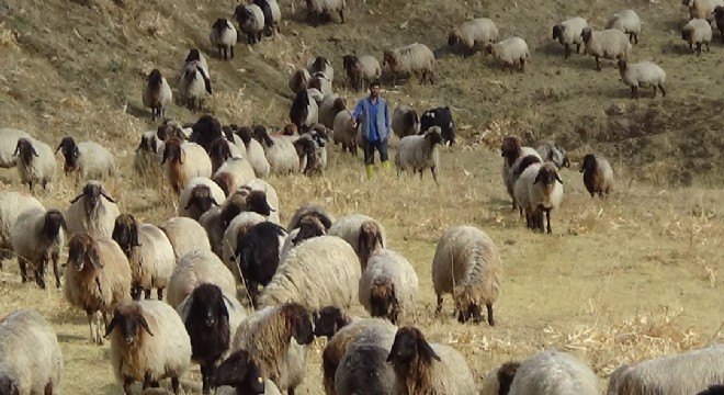 Karayazı'dan Muş'a Göçerlerin zorlu yolculuğu