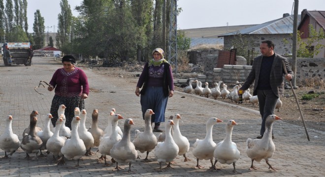 Kars'ta kazlar kışa hazır