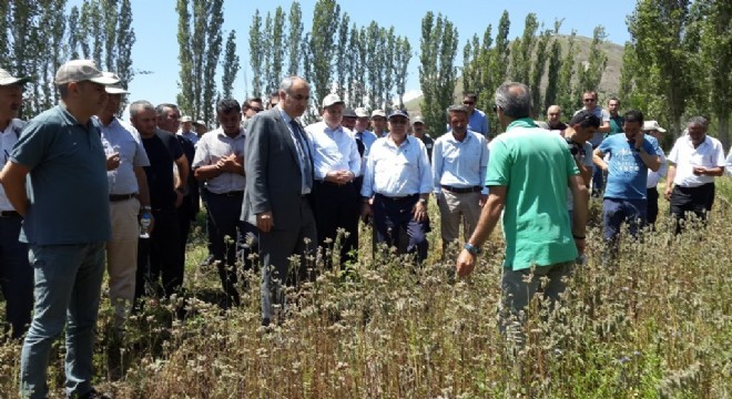 Narman'da Arı ve Süt Otu Tarla Günü