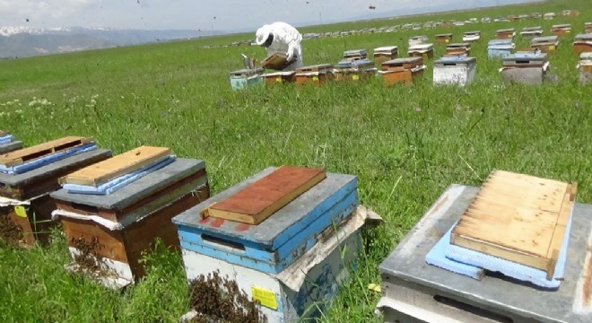 Rize'den Hınıs'a Bal Yolculuğu