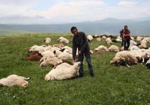 Ya insan ölseydi...!