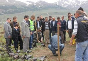 Tabyalar için ağaçlandırma işbirliği