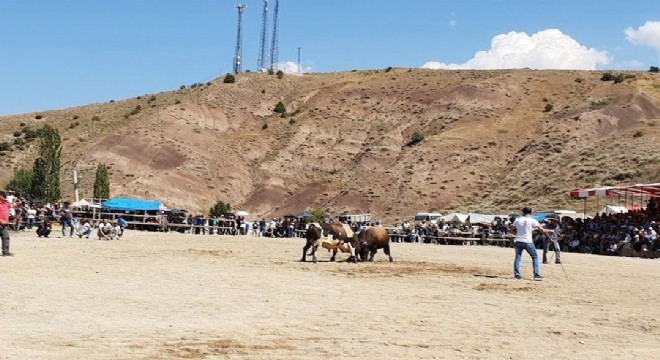 İspir'de önce boğalar güreşti, sonra sahipleri dövüştü